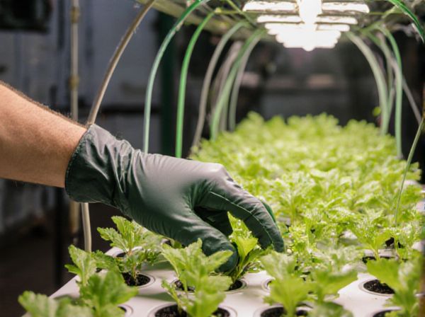 Hydroponic vs Soil-Based Systems in Greenhouse Farming: A Comprehensive Comparison
