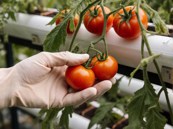 Hydroponic Tomatoes vs. Soil-Grown Tomatoes: A Comprehensive Comparison