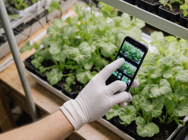 Hydroponics vs. Soil Cultivation in Greenhouses: Benefits, Differences, and Best Practices