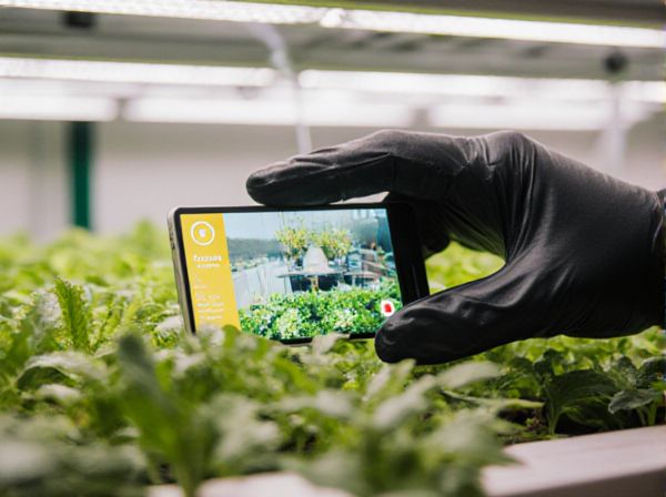 Hydroponics vs. Soil Culture in Greenhouses: A Comparative Guide to Modern Plant Growth Methods