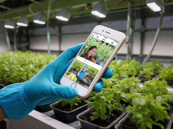 Hydroponics vs. Soil Growing in Greenhouses: Key Differences, Benefits, and Best Practices