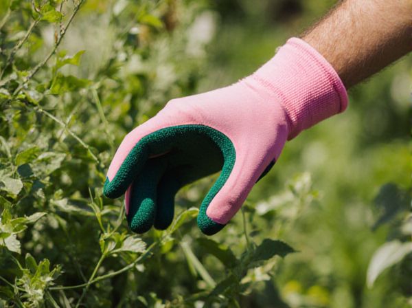 Integrated Pest Management vs. Conventional Pest Control: Key Differences, Benefits, and Drawbacks