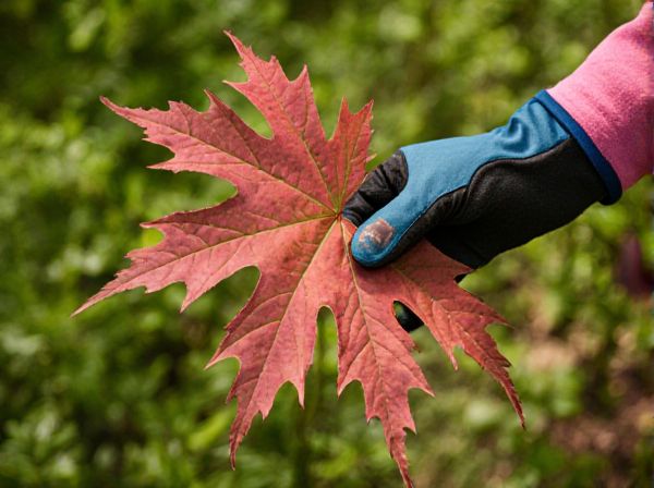 Japanese Maple vs. Redbud Tree: Which Is the Better Ornamental Choice?