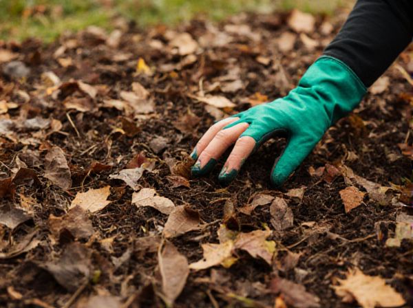 Leaf Litter Mulch vs. Bark Mulch in Shade: Which is Best for Shaded Gardens?