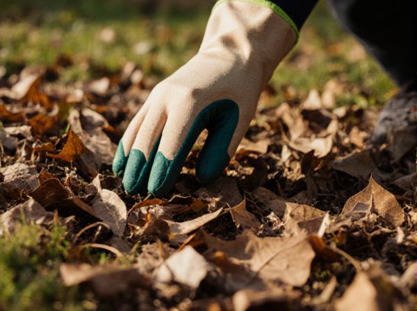 Leaf Litter vs. Compost Mulch: Which Mulch Is Best for Your Garden?