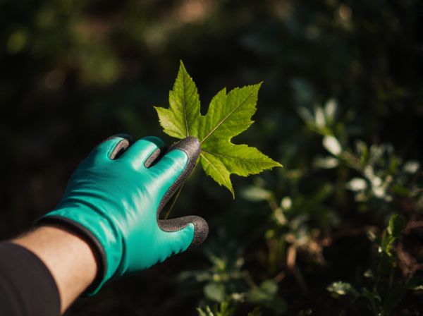 Leaf Spot vs. Rust: Key Differences in Plant Diseases and Management