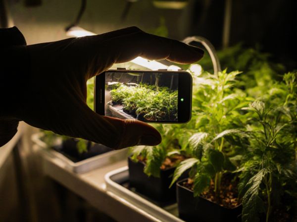 LED Grow Lights vs HPS Grow Lights: Which Is Better for Hydroponic Gardening?