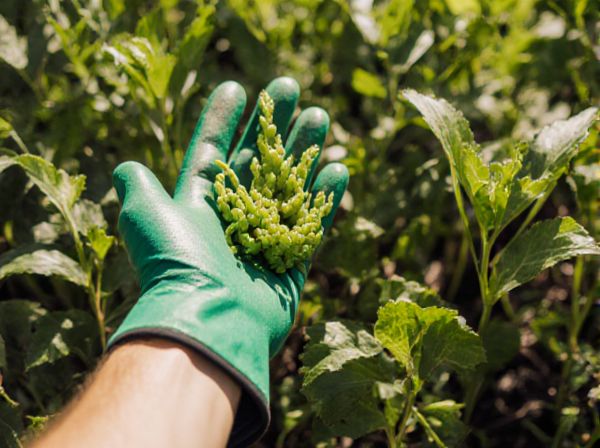 Legumes vs Nightshades: Companion Planting Benefits, Challenges, and Best Practices