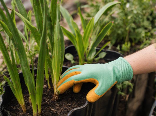 Long-Day Plants vs. Short-Day Plants: Key Differences in Sunlight Response