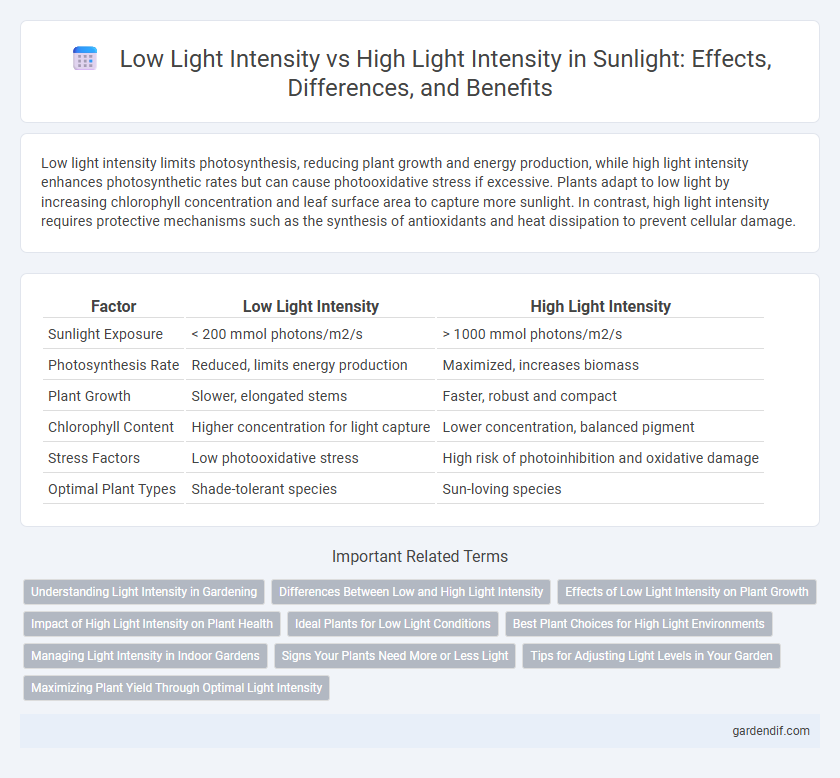 Low Light Intensity vs High Light Intensity in Sunlight: Effects, Differences, and Benefits