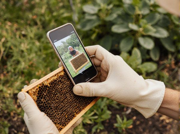 Managed Hives vs. Wild Colonies: A Comparative Analysis of Pollinator Health and Effectiveness