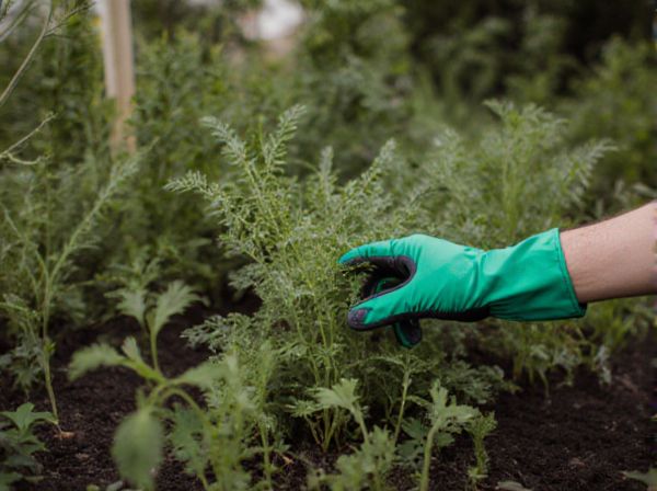 Mechanical Weeding vs Thermal Weeding: Which Weed Control Method Is More Effective?