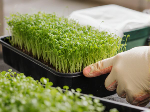Microgreens vs Sprouts: Key Differences in Edible Growing Methods