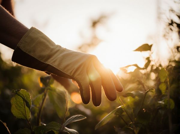 Morning Sun vs. Afternoon Sun: Which Sunlight Is Better for Your Health and Plants?