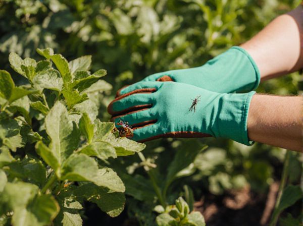 Natural Pest Control vs. Chemical Pesticides in Organic Farming: Which Is Better?