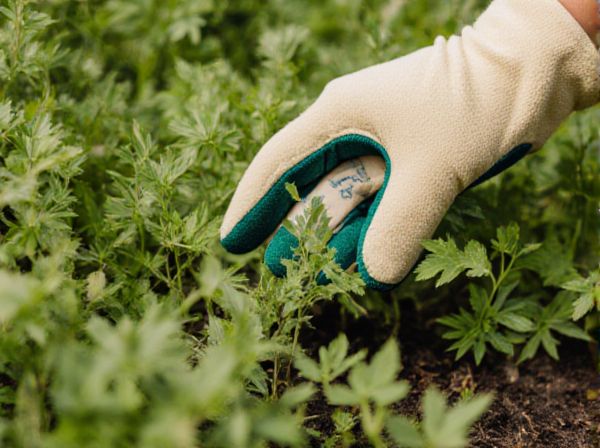 Natural Weed Suppression vs. Herbicide Application in Organic Farming: Comparative Benefits and Drawbacks