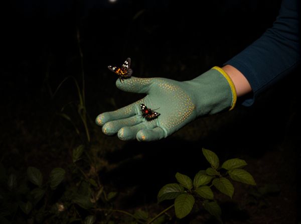 Night Pollinators vs. Day Pollinators: A Comparative Analysis of Pollinator Activity