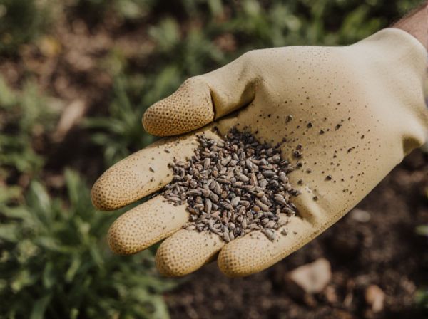 Non-Shattering Seeds vs. Shattering Seeds: Impact on Germination and Crop Yield