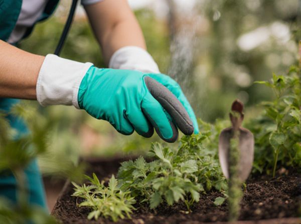 Nurse Cropping vs. Sacrificial Planting in Companion Planting: Key Differences and Benefits