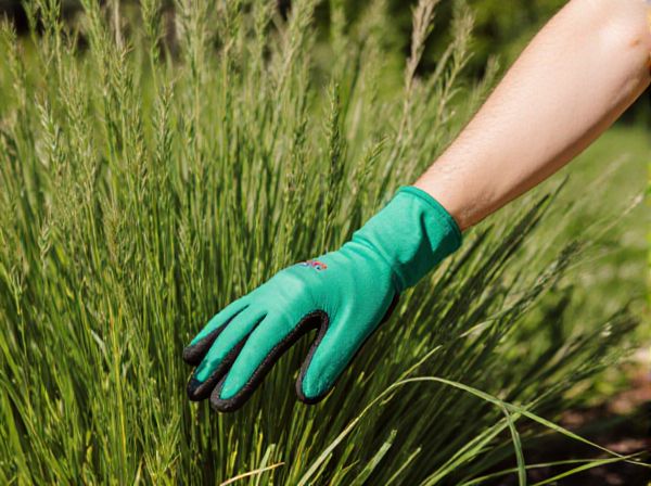 Ornamental Grasses vs. Flowering Shrubs: Choosing the Best Plants for Ornamental Landscapes