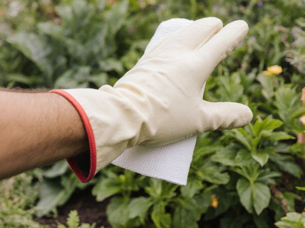 Paper Towel Method vs. Peat Pellet Method: Which Germination Technique is Best?