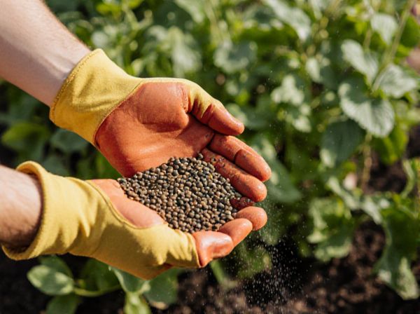 Pelletized Fertilizer vs. Powdered Fertilizer: Which is Best for Your Plants?