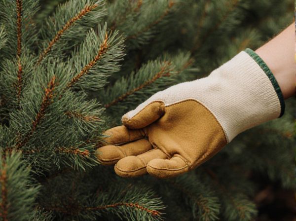 Pine Needles vs Cedar Mulch: Which Mulch Is Best for Your Garden?