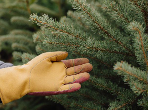Pine Needles vs. Leaf Litter as Mulch: Benefits, Drawbacks, and Best Uses