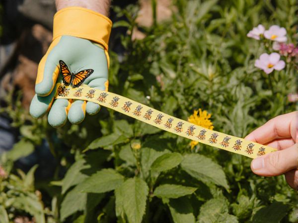 Pollinator Strips vs. Traditional Borders: Which Is Best for Attracting Pollinators?