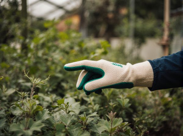 Polyhouse vs Greenhouse: Key Differences, Benefits, and Companion Planting Strategies