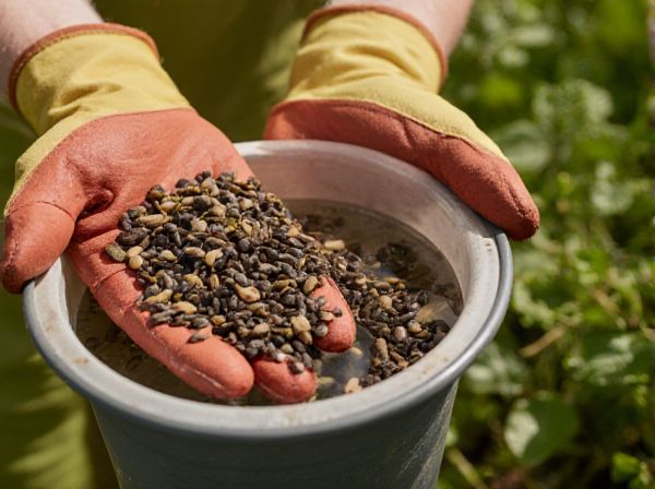 Pre-Soaking Seeds vs. Dry Seeding: Which Method Improves Germination Rates?