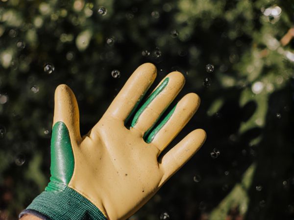 Rain Shadow vs. Windward: Key Differences and Effects on Climate