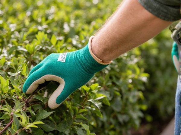 Renewal Pruning vs. Reduction Pruning: Key Differences and Best Practices