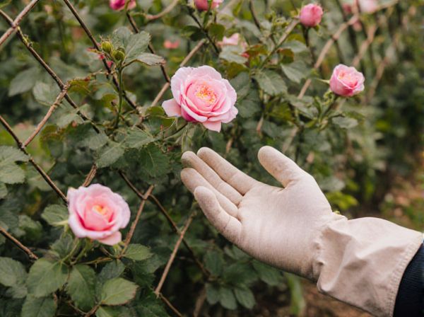Rose Trellis vs. Clematis Trellis: Choosing the Best Support for Ornamental Gardens