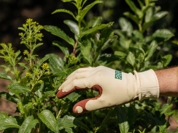 Shade-Tolerant Plants vs Shade-Loving Plants: Understanding the Differences in Shaded Environments