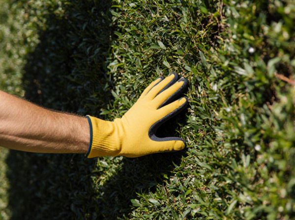 Sheared Hedge vs. Natural Hedge: Which Is Best for Ornamental Landscaping?
