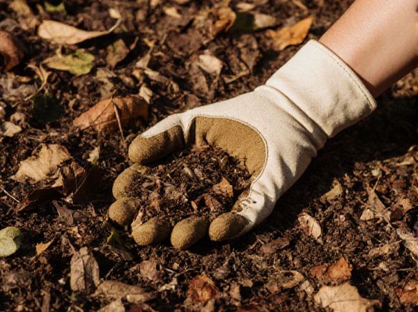 Shredded Leaves Mulch vs. Grass Clippings Mulch: Which Is Best for Your Garden?