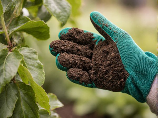 Soil Drainage vs. Waterlogging: Understanding Their Impact on Plant Health