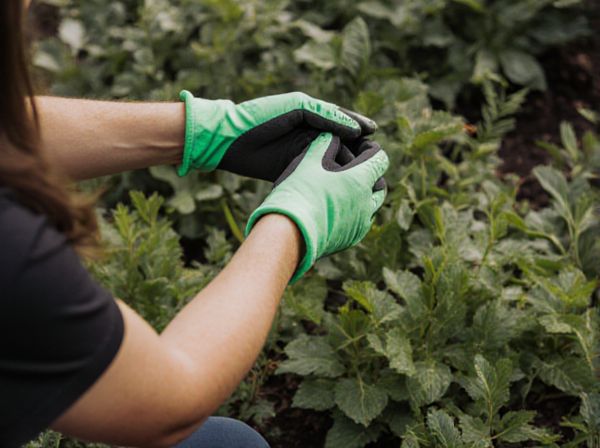 Sticky Traps vs Beer Traps: Which Pest Control Method Works Best?