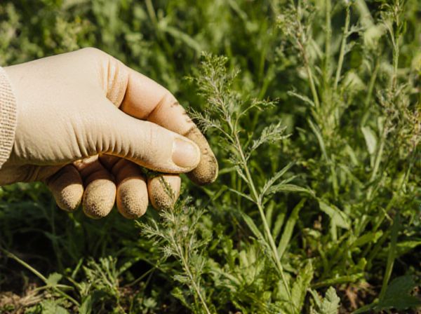 Stoloniferous vs Rhizomatous Weeds: Key Differences and Management in Weed Control
