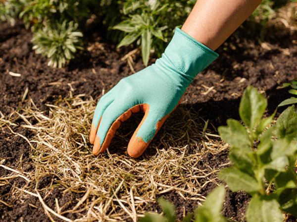 Straw Mulch vs. Grass Clipping Mulch: Which Mulch is Best for Your Garden?