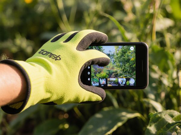 Sunscald vs. Etiolation: Key Differences in Plant Response to Sunlight