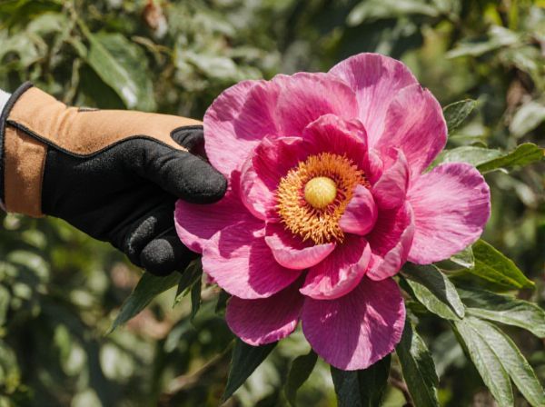 Tree Peony vs. Herbaceous Peony: Key Differences in Ornamental Gardening