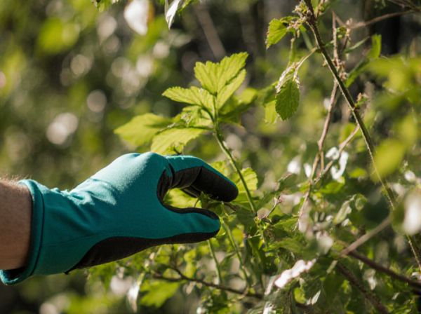 Understory vs. Overstory Planting: Best Strategies for Gardening in Shade