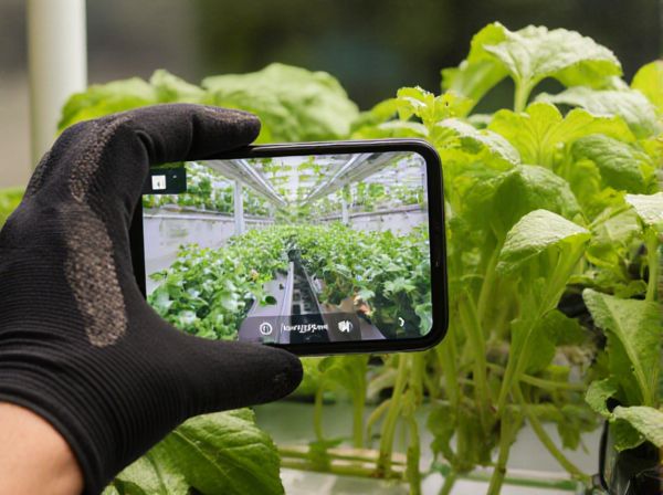 Vertical vs Horizontal Hydroponics: Which System Is Best for Modern Hydroponic Farming?