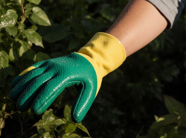 Wet Shade vs. Dry Shade: Understanding the Differences and Best Plants for Each